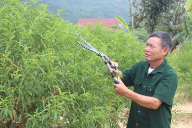 Hạnh phúc ngọt ngào của người cựu binh  sau 40 năm bám rừng, khai hoang