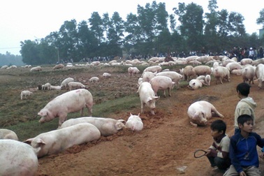 Dân bao vây trại lợn ô nhiễm, thả hàng nghìn con lợn ra đồng