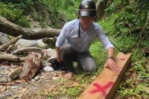 Khởi tố hai đối tượng chặt phá hàng nghìn mét vuông rừng tự nhiên