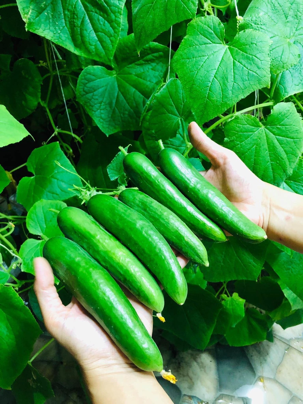 Vợ chồng tại TPHCM biến nóc nhà thành siêu thị nông sản ngập rau trái - 3