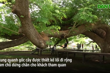 Cây cổ thụ khổng lồ 100 tuổi, tán rộng 1.600 m2 "hút" khách check-in