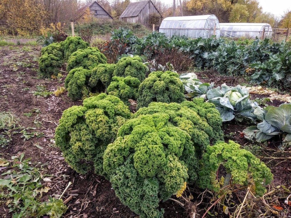 Chi tiền mua mảnh đất hoang, cặp đôi tha hồ ăn rau sạch mỗi ngày - 5 Chi tiền mua mảnh đất hoang, cặp đôi tha hồ ăn rau sạch mỗi ngày - 5