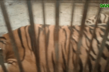 Vụ "giải cứu" 17 con hổ thì 8 con chết: 9 con còn lại đang dần hồi phục