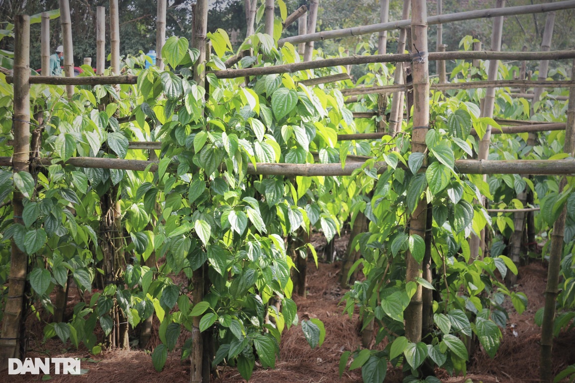 Trầu không tiến vua đắt như tôm tươi, người trồng hái lá đếm tiền - 8 Trầu không tiến vua đắt như tôm tươi, người trồng hái lá đếm tiền - 8