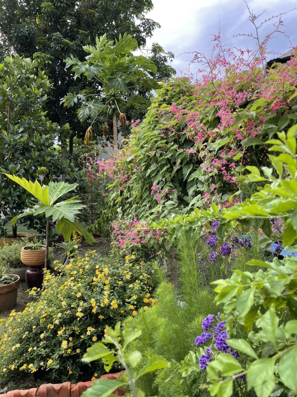 Chi 10 triệu đồng, vợ chồng Bình Dương biến đất cằn thành khuôn viên xanh - 7 Chi 10 triệu đồng, vợ chồng Bình Dương biến đất cằn thành khuôn viên xanh - 7