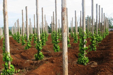 Giá tiêu đạt mức kỷ lục, nông dân chặt cao su, ồ ạt trồng tiêu