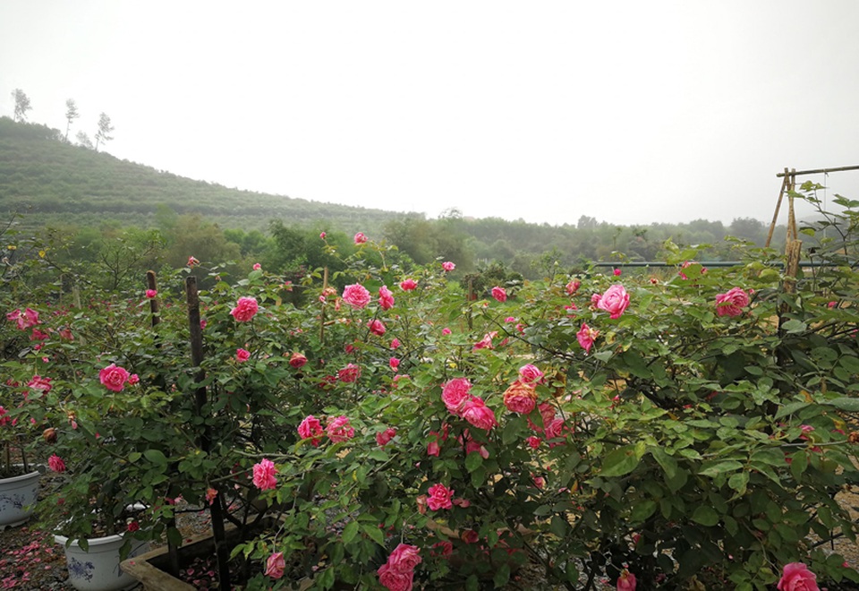 Chủ trại hồng tiếc nuối vì dịch corona ngăn khách đến ngắm mùa hoa đẹp nhất - 8 Chủ trại hồng tiếc nuối vì dịch corona ngăn khách đến ngắm mùa hoa đẹp nhất - 8