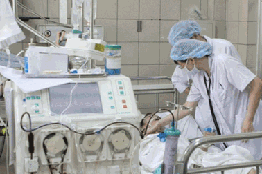 Nuốt mật động vật: Nguy cơ tử vong cao