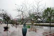 Ngắm cặp đào phai có giá hàng trăm triệu ở đất Cảng 