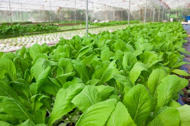 Những loại rau “trồng là lớn” trên sân thượng