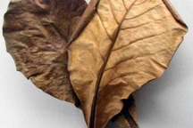 Chuyện thật như đùa: Lá bàng lên sàn thương mại, rao bán 1.000 đồng/chiếc