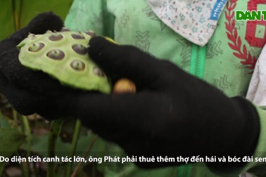 Nông dân thắng lớn, đút túi cả trăm triệu đồng nhờ trồng sen lấy hạt