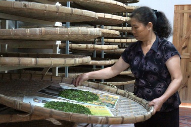 Bị truy thu thuế gần 3 tỷ đồng, Công ty Giống tằm Bảo Lộc cầu cứu