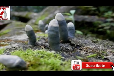 Vật thể lạ như bàn chân người chết thò ra dưới khúc gỗ