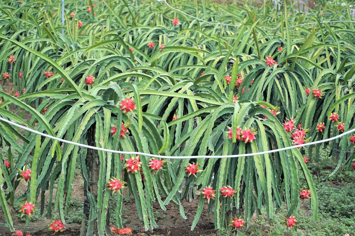 Bán 10 kg thanh long chưa mua nổi 1 tô phở, nông dân lo trắng tay - 1 Bán 10 kg thanh long chưa mua nổi 1 tô phở, nông dân lo trắng tay - 1