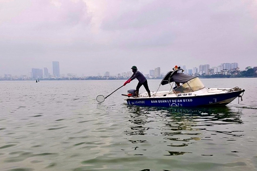 Hà Nội: Đánh tỉa bớt cá, xử lý tảo nổi để hạn chế cá chết ở hồ Tây - 2 Hà Nội: Đánh tỉa bớt cá, xử lý tảo nổi để hạn chế cá chết ở hồ Tây - 2