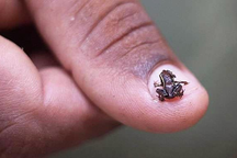 Những điều thú vị về loài động vật có xương sống nhỏ nhất thế giới