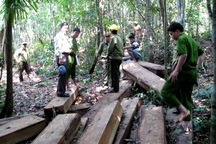 Bắt thêm hai đối tượng phá rừng đặc dụng Bà Nà – Núi Chúa