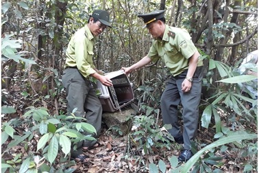 Cu li nhỏ quý hiếm đi lạc vào nhà dân, được thả lại vào rừng