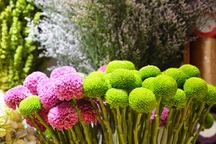 Thị trường 20/10: Xuất hiện nhiều loại hoa có tên... "lạ hoắc"