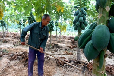 Quảng Nam: Đu đủ mất mùa mất giá, nông dân lo lắng