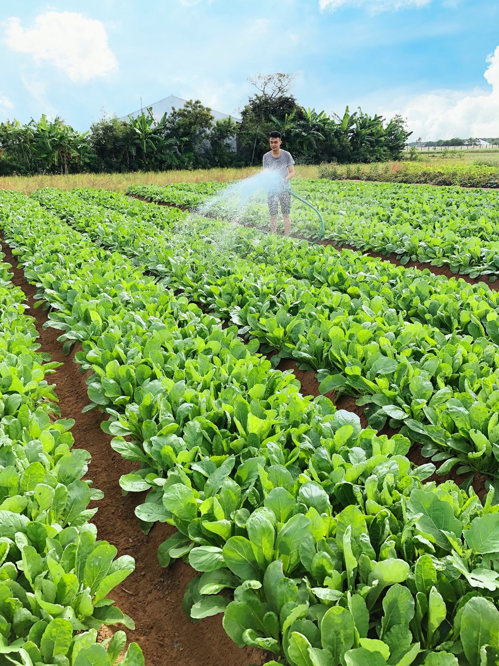 Mạnh dạn trồng 2000m2 rau hữu cơ, chàng trai 27 tuổi hút khách mua tận vườn - 5