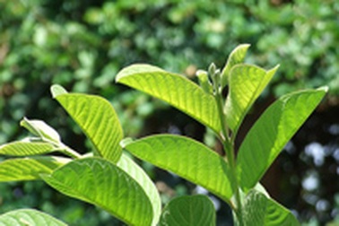 Chữa tiêu chảy bằng cây cỏ