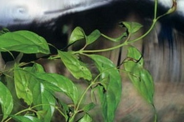 Bắt con dâu đầu độc gia đình chồng bằng lá ngón 