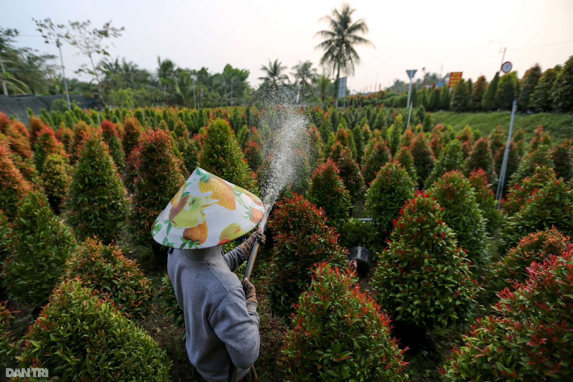 Làng hoa lớn nhất miền Tây vào vụ Tết - 13