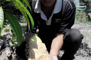 Đồng Tháp bác bỏ tin xoài bao trái nhiễm hóa chất độc hại