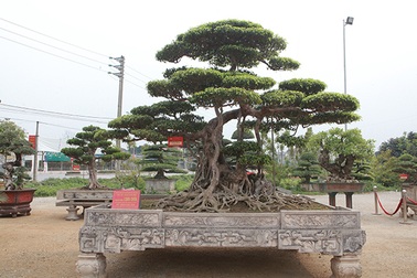 Sanh “Long chúa” đắt ngang 20 lô đất, chủ nhân vẫn không bán