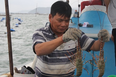 Sự thật về giá tôm hùm ở Phú Yên chỉ 200.000 đồng/kg