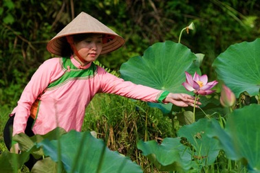 Ngào ngạt hương sen vùng cao