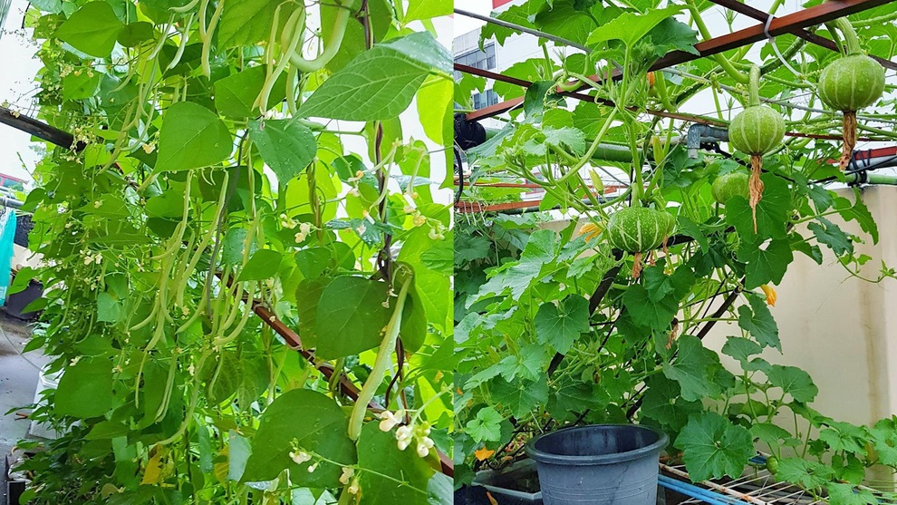 Vườn rau xanh,  bầu, bí trĩu cành của ông bố Việt giữa thủ đô Seoul - 5