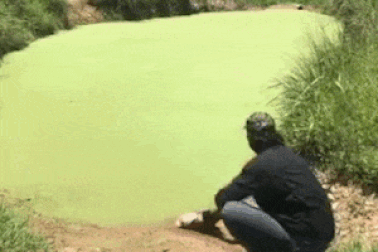 Rùng mình trước màn ngụy trang hoàn hảo của cá sấu