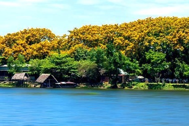 Khai mạc lễ hội “Tam Kỳ - Mùa hoa sưa 2019”