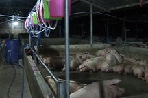 Phạt gần 80 triệu đồng cơ sở cho heo uống thuốc an thần rồi bơm nước