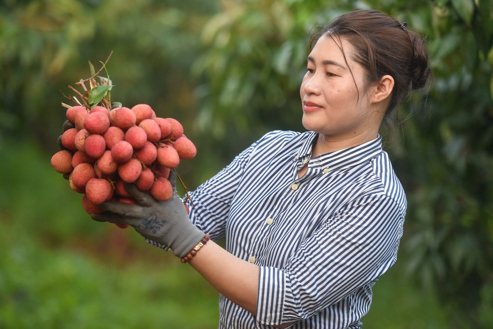 Người dân “thủ phủ vải thiều” Lục Ngạn chong đèn thu hoạch vải - 17 Người dân “thủ phủ vải thiều” Lục Ngạn chong đèn thu hoạch vải - 17