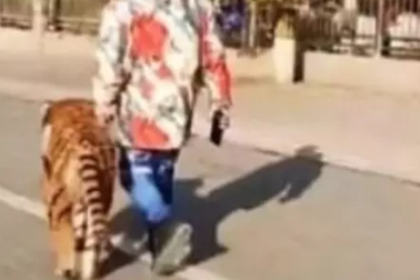 Chó giống hệt hổ tung tăng dạo phố khiến nhiều người giật mình