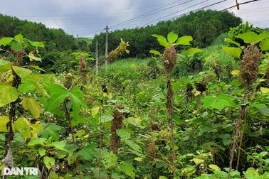 Vỡ mộng làm giàu, người trồng cây gai xanh thu về... "gai độc"