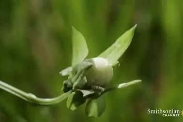 Cách cây cối phát tán hạt giống bằng một vụ nổ.