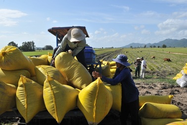 Vì sao gió hiu hiu là DN xuất khẩu gạo, nông dân trồng lúa ngã bệnh?