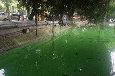 Công ty Thoát nước Hà Nội: Tảo độc ở Hồ Gươm đã được lường trước