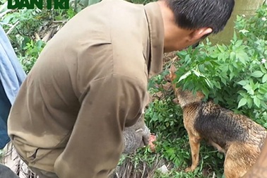 Dùng chó nghiệp vụ săn chuột cống, kiếm bạc triệu mỗi ngày