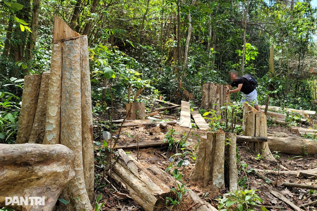 Cánh rừng ở Gia Lai bị xẻ thịt trong nhiều tháng - 2 Cánh rừng ở Gia Lai bị xẻ thịt trong nhiều tháng - 2