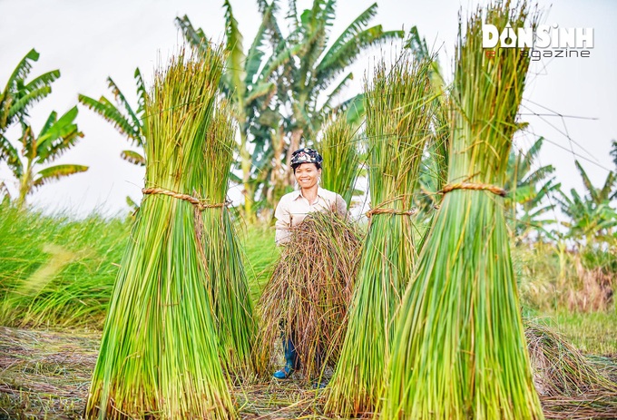 Bài 1: Người “thổi hồn” cho cói Nga Sơn - Ảnh 1.