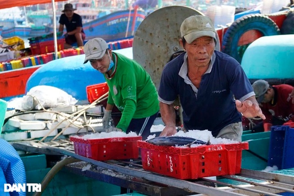 Trúng đậm mẻ cá ngừ sọc dưa 50 tấn, chủ tàu kiếm 1 tỷ đồng - 2 Trúng đậm mẻ cá ngừ sọc dưa 50 tấn, chủ tàu kiếm 1 tỷ đồng - 2