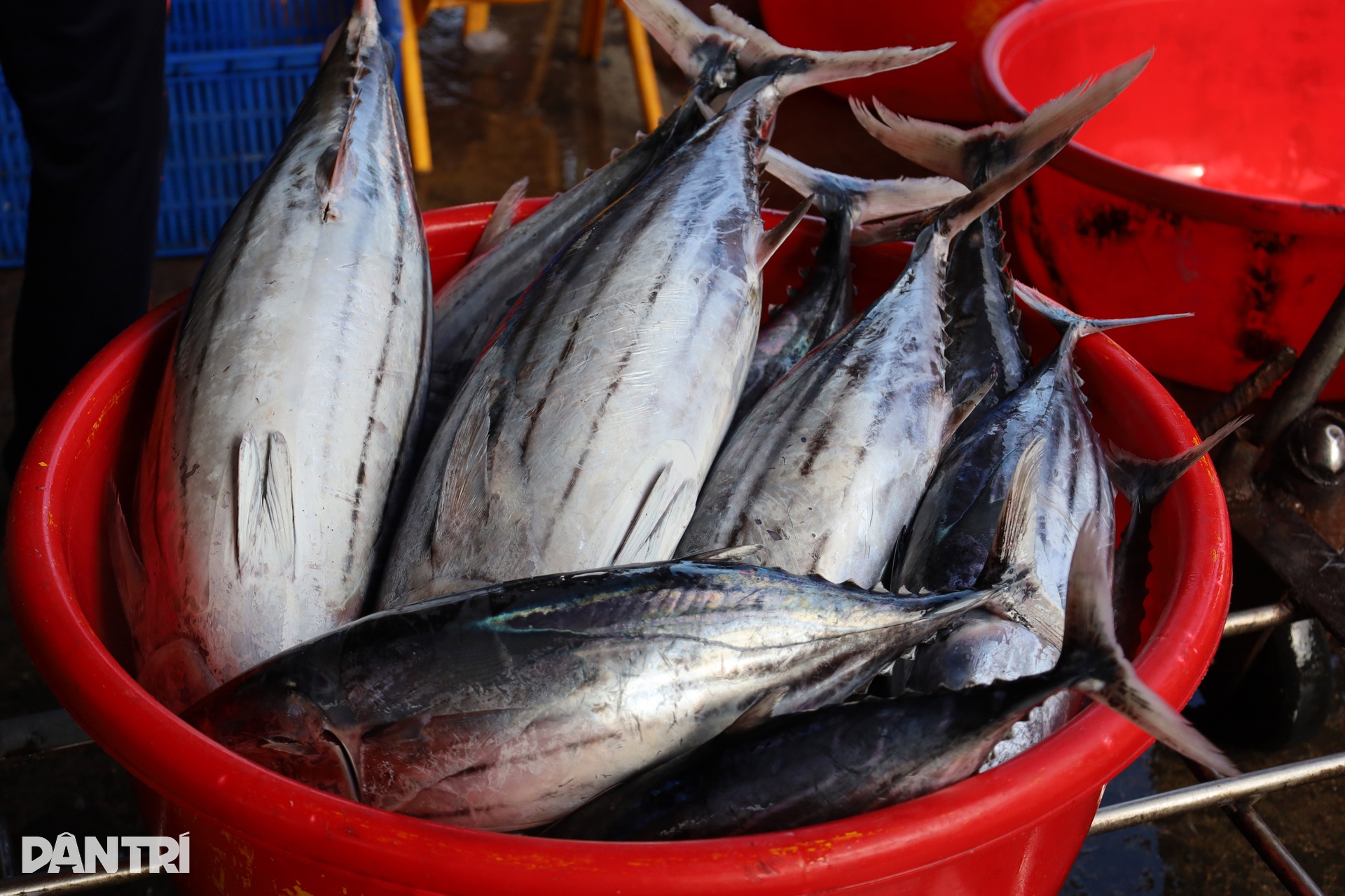 Chấp nhận lỗ cả trăm triệu đồng, ngư dân vượt sóng về tránh bão Kalmaegi - 4 Chấp nhận lỗ cả trăm triệu đồng, ngư dân vượt sóng về tránh bão Kalmaegi - 4