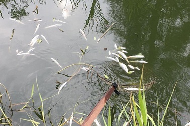 Cá chết nổi trắng kênh