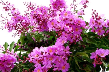 An ủi người trong mộng một thời, tôi đã "cắm sừng" vợ